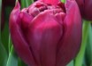 Tulipa World Bowl ® (4)